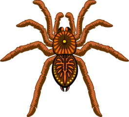Papier Peint photo autocollant Dessiner Araignées marron Halloween Tarantula Arachnid Animal élément isolé