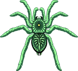 Foto op Plexiglas anti-reflex Draw Spinnen lichtgroen Halloween Tarantula Arachnid Animal geïsoleerd element