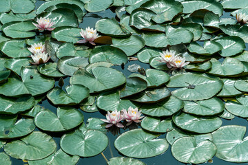 Flowering pink water lily. white lotus flower
