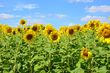 sunflower field in sunny day with  blue sky and clouds on background