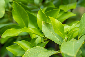 Lemon tree leaves. green lemon leaves
