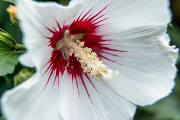 White flowers of Hibiscus grandiflorus, the swamp rosemallow. Close-up of a crimsoneyed rosemallow...