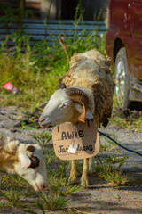 Naklejka premium goats in the field before being sacrificed on Eid al-Adha.