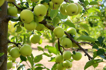 Knackige Äpfel am Baum