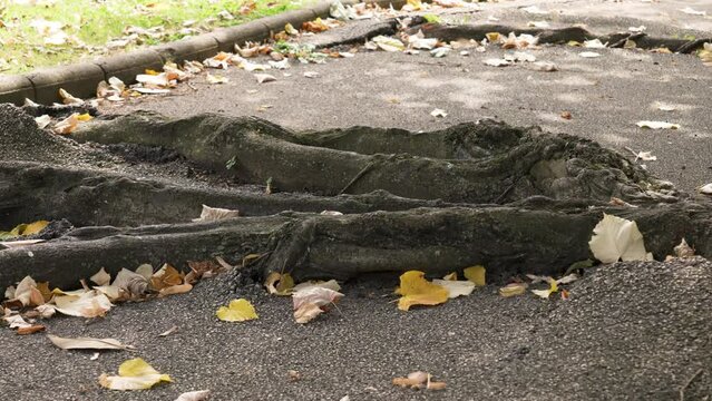 Asphalt pavement broken road with sprouted tree roots close-up