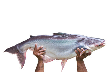 Isolates of Giant freshwater fish in hand, the man raised.