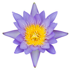 The isolates of purple-yellow lotus flowers bloom beautifully.