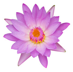 The isolates of purple-pink lotus flowers bloom beautifully.