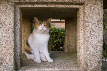 石灯籠と野良猫　広島県・尾道市の御袖天満宮　Cat in Japanese stone lantern at...