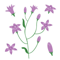 Set of campanula design elements. Wildflowers in cartoon style.