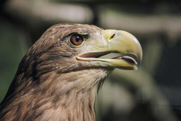 Eagle. Eagle head close up. Hawkeye look.