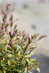 Shrubby veronica Bronze Baby