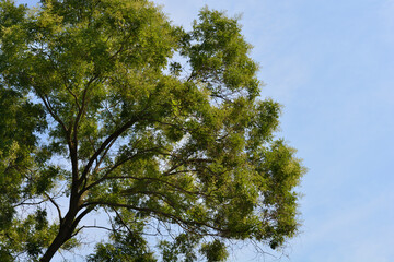 Japanese pagoda tree