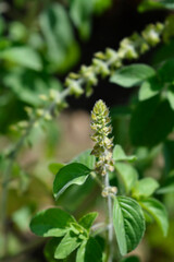 Camphor basil