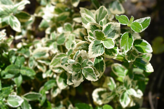 Variegated Wintercreeper