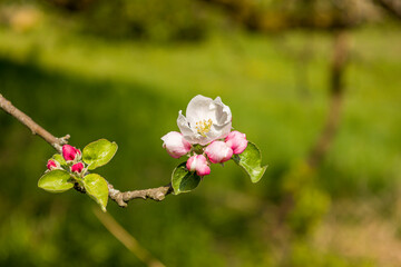 Zweig mit einer Apfelblüte