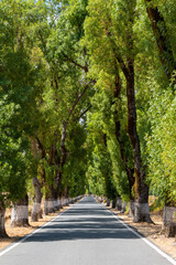 Alameda dos Freixos is a road with trees lined up along the road painted with white lime for signage, in the municipality of Marvão, Portugal
