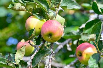 apples hanging in apple tree in garden Kumla Sweden