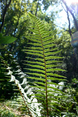 Fototapeta premium Backlit Fern leaf texture at daylight in a forest.