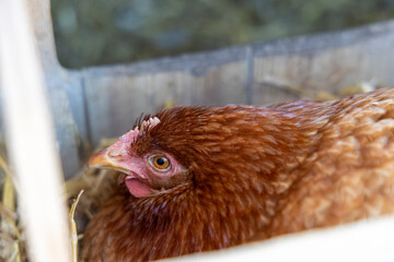 poule pondeuse en train de couver un œuf au poulailler 