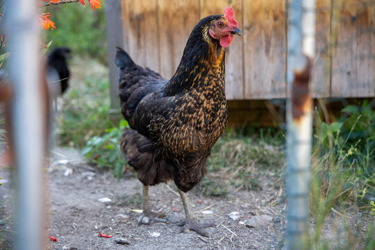 poule pondeuse noire 