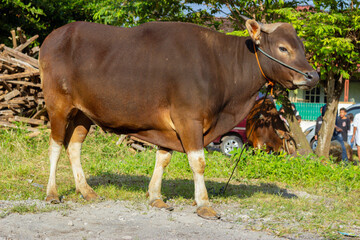 Bali cattle 