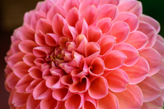 Close up shot of a beautiful coral pastel pink Dahlia flower head. Dahlia flower symmetry.