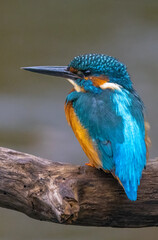 kingfisher on the branch