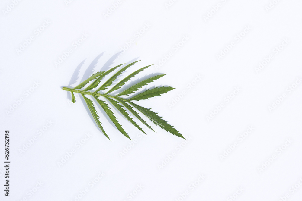 Wall mural marigold leaves on a white background.