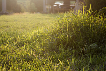 It's a sunny afternoon on the lawn.
