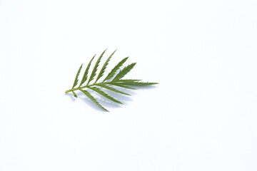 Marigold leaves on a white background.