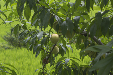 It is a tree where peach fruits grow.