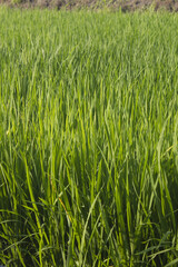 close up summer Green rice field.