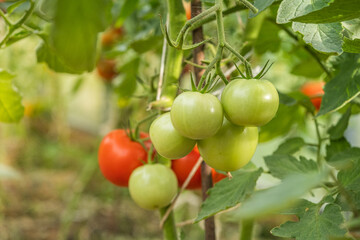 organic tomatoes in the sunlight on the plantation. natural vegetables ripen in a greenhouse. red and green tomatoes are grown on the farm. vegetarian and healthy diet