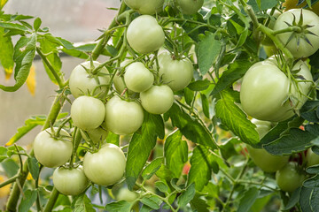 natural tomatoes on the plantation for healthy diet. vegetarian diet for health care. delicious green tomatoes ripen on the farm. organic vegetables are hand-grown in greenhouse.  tomatoes on a branch
