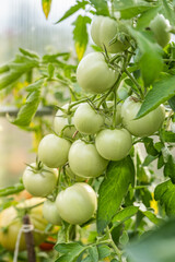 natural tomatoes on the plantation for healthy diet. vegetarian diet for health care. delicious green tomatoes ripen on the farm. organic vegetables are hand-grown in greenhouse.  tomatoes on a branch