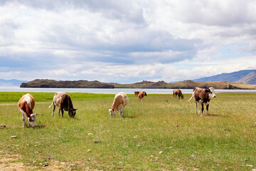 A herd of cows graze in a meadow near the lake.