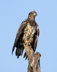 A juvenile Bald Eagle perched on top of a broken old tree.