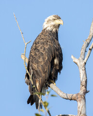 An almost adult Bald Eagle perched on a gnarly old tree.