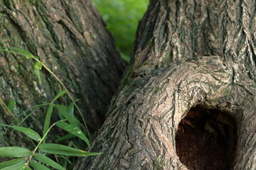 木の幹の穴
