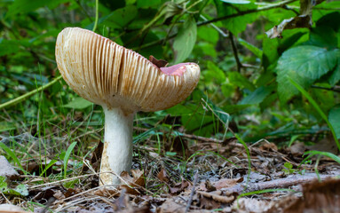 Big ripe russula mushroom close-up on blurred background of forest greenery - obrazy, fototapety, plakaty