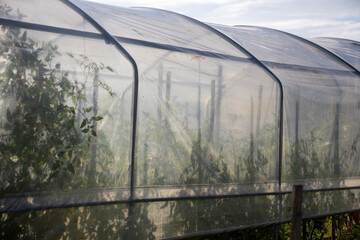 Obraz premium cultures sous serre