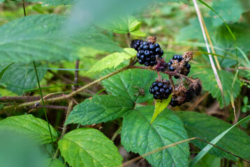 Ripe forest blackberry and green leaves of bush on blurred background