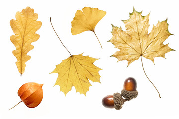 collection of dry yellowed autumn oak, maple and ginkgo leaves and physalis fruit and acorns,...