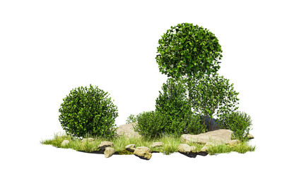 bonsai tree on isolate background for decorate