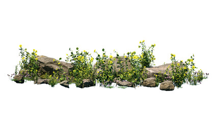 Cutout rock surrounded by yellow flowers. Garden design isolated on white background. Flowering...