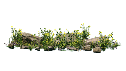 Cutout rock surrounded by yellow flowers. Garden design isolated on white background. Flowering shrub and green plants for landscaping. Decorative shrub and flower bed.