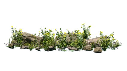 Foto op Aluminium Cutout rock surrounded by yellow flowers. Garden design isolated on white background. Flowering shrub and green plants for landscaping. Decorative shrub and flower bed. © LAYHONG