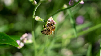 bee on a flower