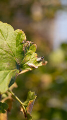 leaves in spring